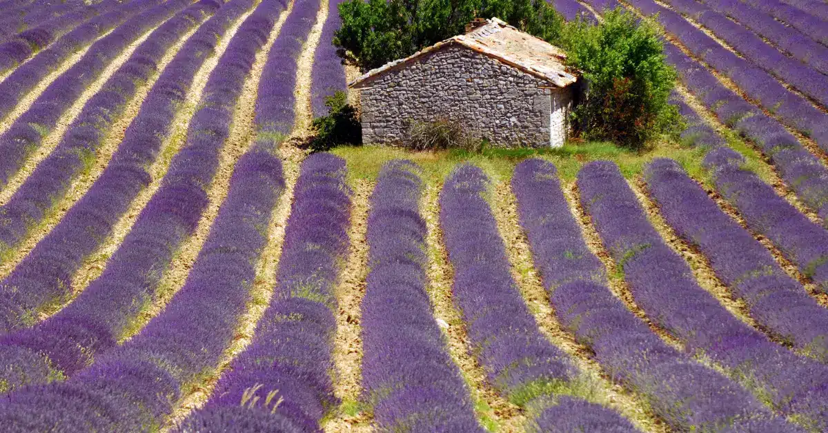 A rustic stone cottage in a Provence lavender field, an iconic scene for those dreaming of buying property in france.